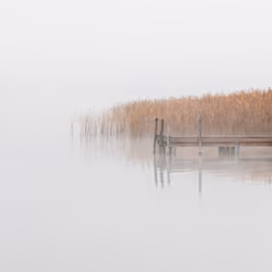 Reed #6
