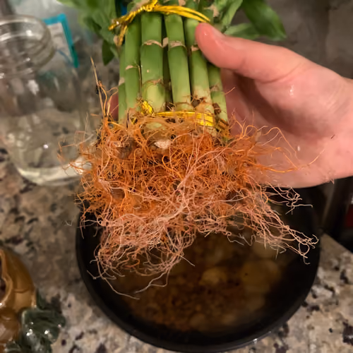 Bamboo Roots