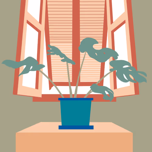 House Plant