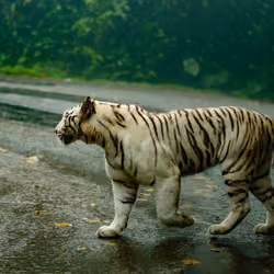 White Bengal Tiger