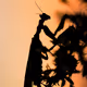Mantis, at Sunset