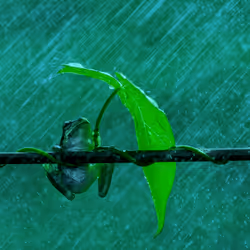 Singin' in the Rain #01