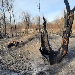 Charred Tree