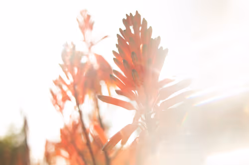 Item #27434377377013038178664737441891876800279773627045091571206927220964539236353 Media