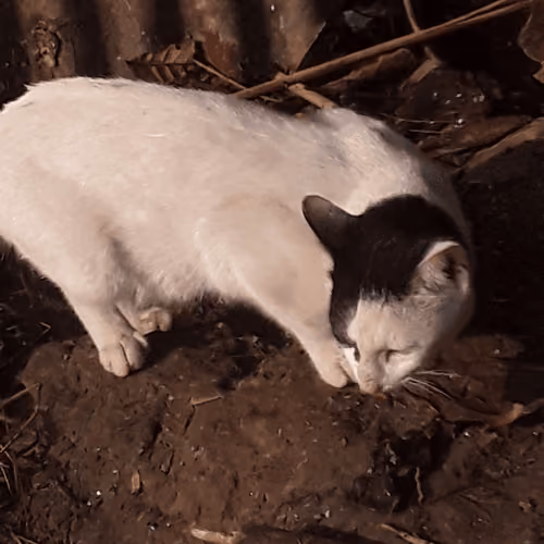 cat NFT