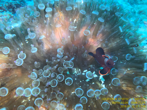 Item #80965803268169370603932631570667161375508893671094224909166964259053830668289 Media