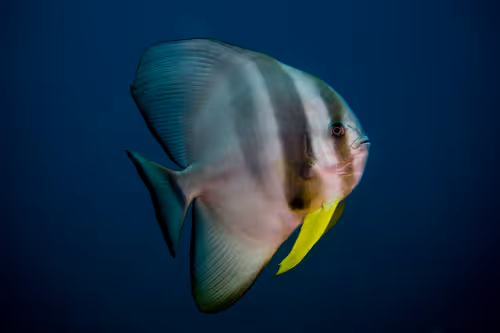 Item #109490832129019688530510015622516671857324775840030093758317008311800536498177 Media