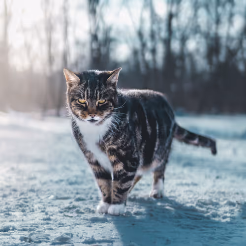 cloudformmedia Collection