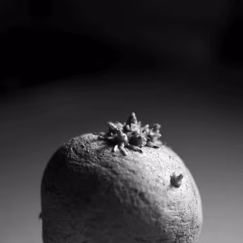 Item #106002847208740868609833758564864100377070191956822007780539652000151404281857 Media