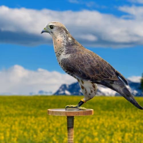 5362693153686757663037229957776630052012240176014263673100968364093852352513