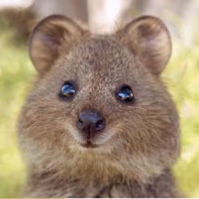 Untitled Collection #509609836 - old