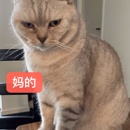 The Fat Cat of Hong Kong