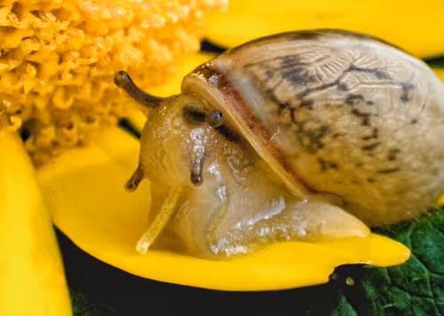 Item #103827941438113697818642645704453309282652196702699315811419257087425203142657 Media