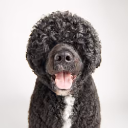 Portuguese Water Dog #DA113