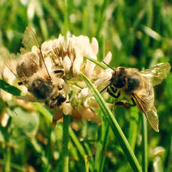 Bees on a Flower