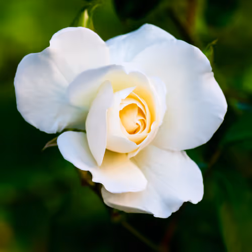 103686277115178527412315898511256896200639863012682764514094226628794097074177