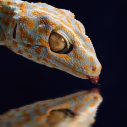 laughing tokay geckos