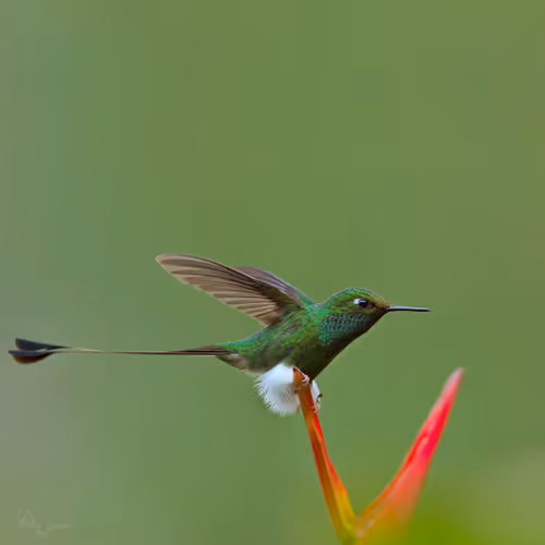 Item #76723362783280478533997952640177478162370392864243199552253501704111329902593 Media