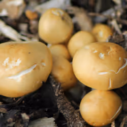 51124555051901614330264480006545612592022390906904121289505624528323864428545