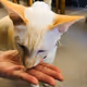 Cat_C Collection