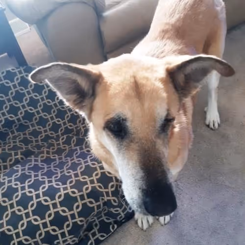 DerekReal Collection