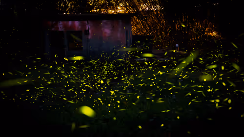 Item #95959012453955808613832479973622577136633073977995899638249620755140902387713 Media