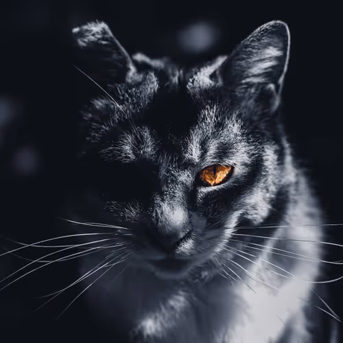 Item #26046832965360609860866363822675472440901155191145999038932145134027822596097 Media