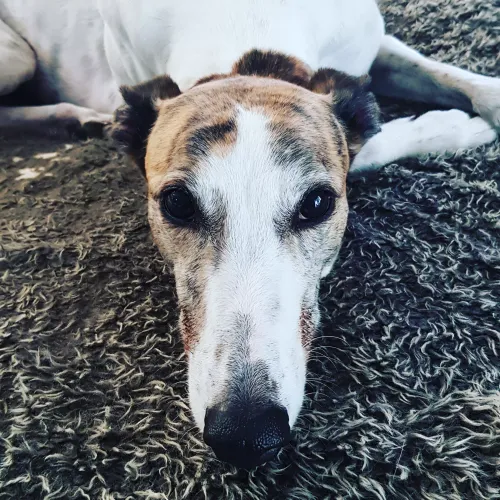 Item #113233535435930126246803406212525192330824104616936385021501681189117897998337 Media