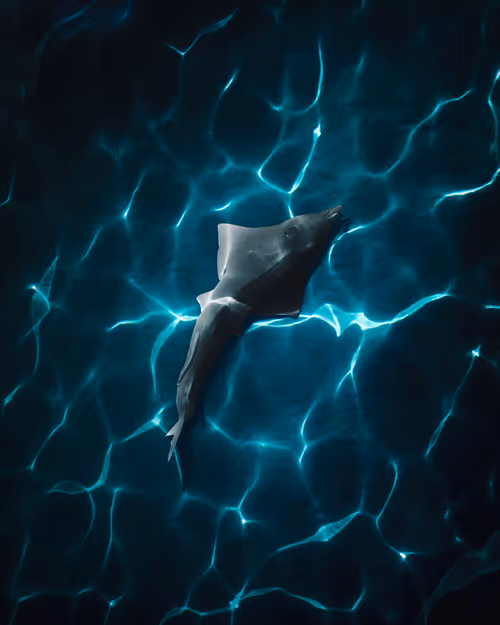 Item #83054766924673444604816267722836446190314772138657067753201581561793472364545 Media