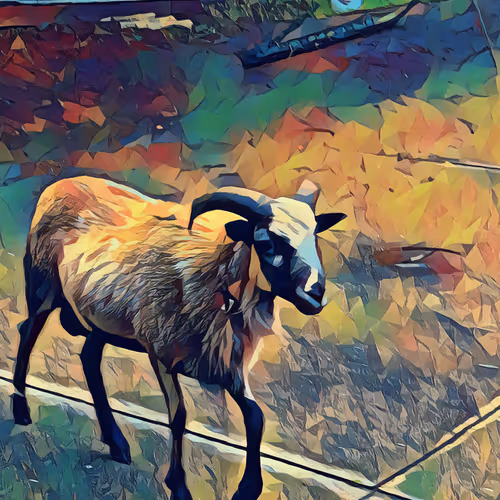 Animal - Mountain Ram #1