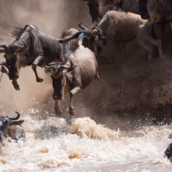 wildlife
