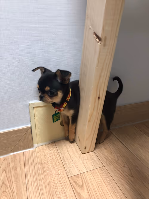 Item #93595123335427177115035649409809426481929941394150646237552609207795954221057 Media