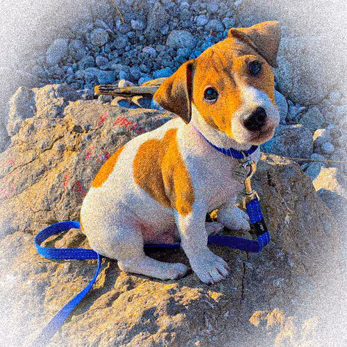 Puppy