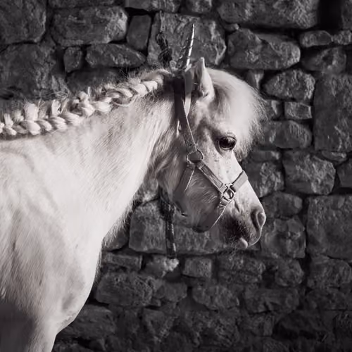 last unicorn #1
