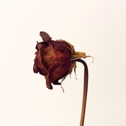 Dead Roses 2
