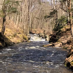 Pine Barrens Black River