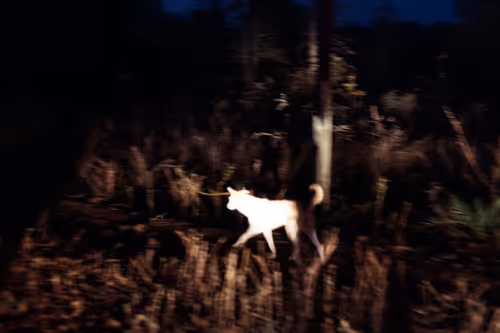 Item #80141737210111839928667523403933295145384279437019335330195524768683572330497 Media