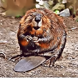 American Beaver