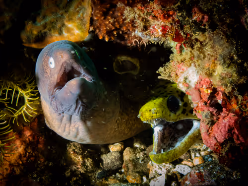 Item #85312989022681003031412442344927138418005148056611156667378218212023852859393 Media