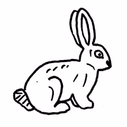 Rabbit 
