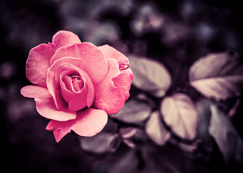 Item #115476091633177707548467332861513074222465969616000108697223131107905964605441 Media