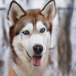 55525875118330994482032925216761404736570211771565447267945268435589143724033