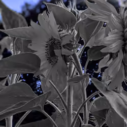 sunflowers 