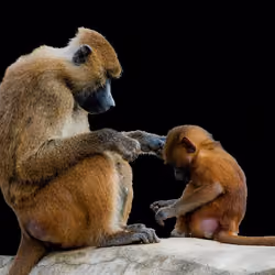 monkey