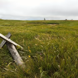 Field