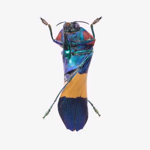 Item #111059480755819072401472915714429599823664809872456549623330074126075733999617 Media