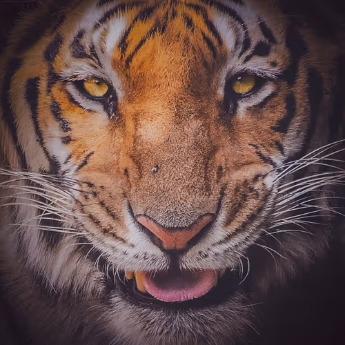 Fearless Tiger
