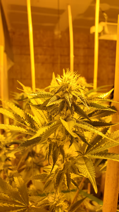 Item #21245030101635444215819411914128790866759408167919695149346687297092820402177 Media