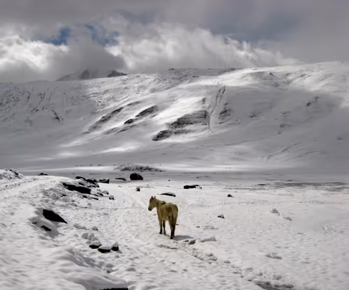 Item #83726278856129117557846888816817317524894740367003960358479558591181167263745 Media