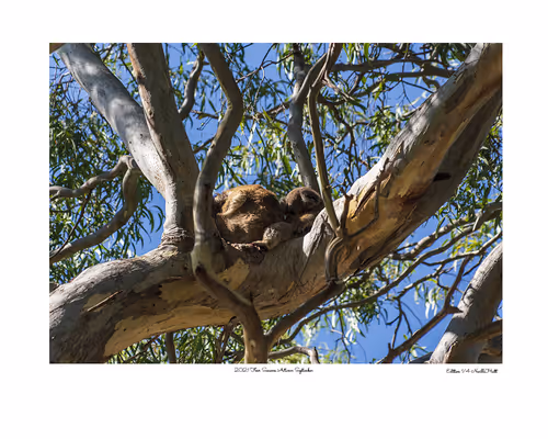 Item #24600310660482288606297797528155087939323639147399647196853483662231004512257 Media